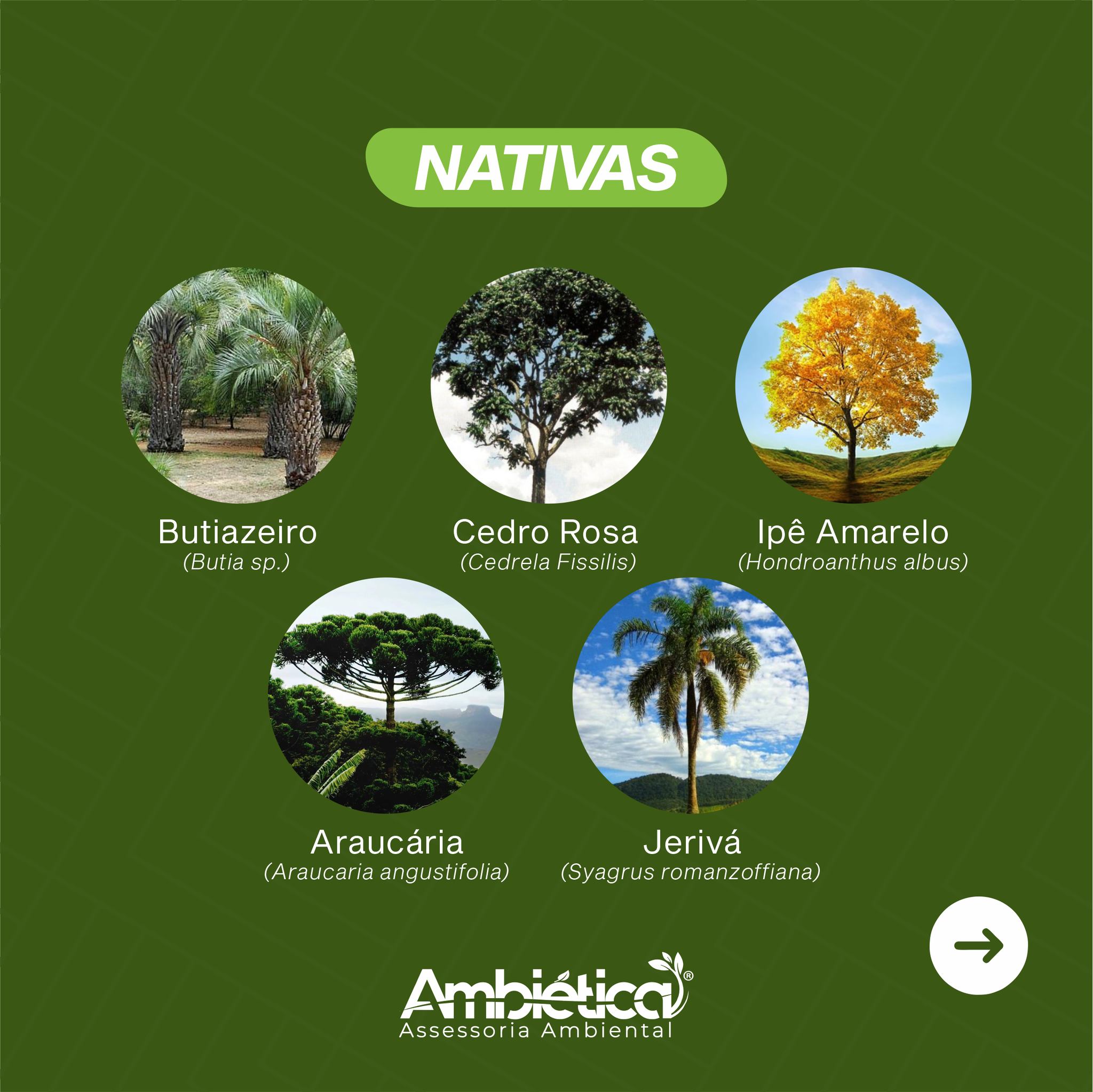 10 Exemplos De Plantas Nativas Do Rio Grande Do Sul